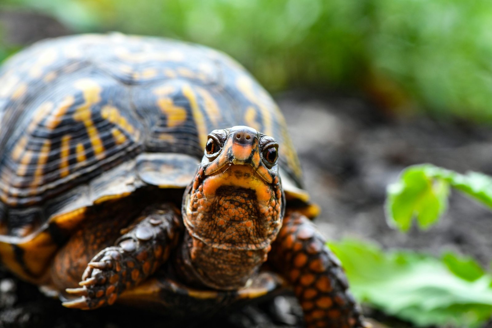 Close-Up Photo of Turtle