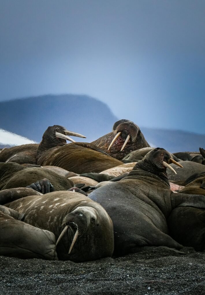 Group of Walrus on Seashore