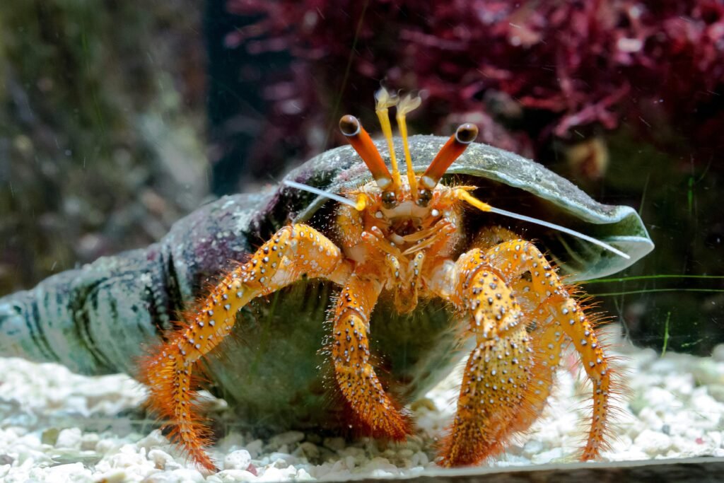 A hermit crab is sitting on a shell