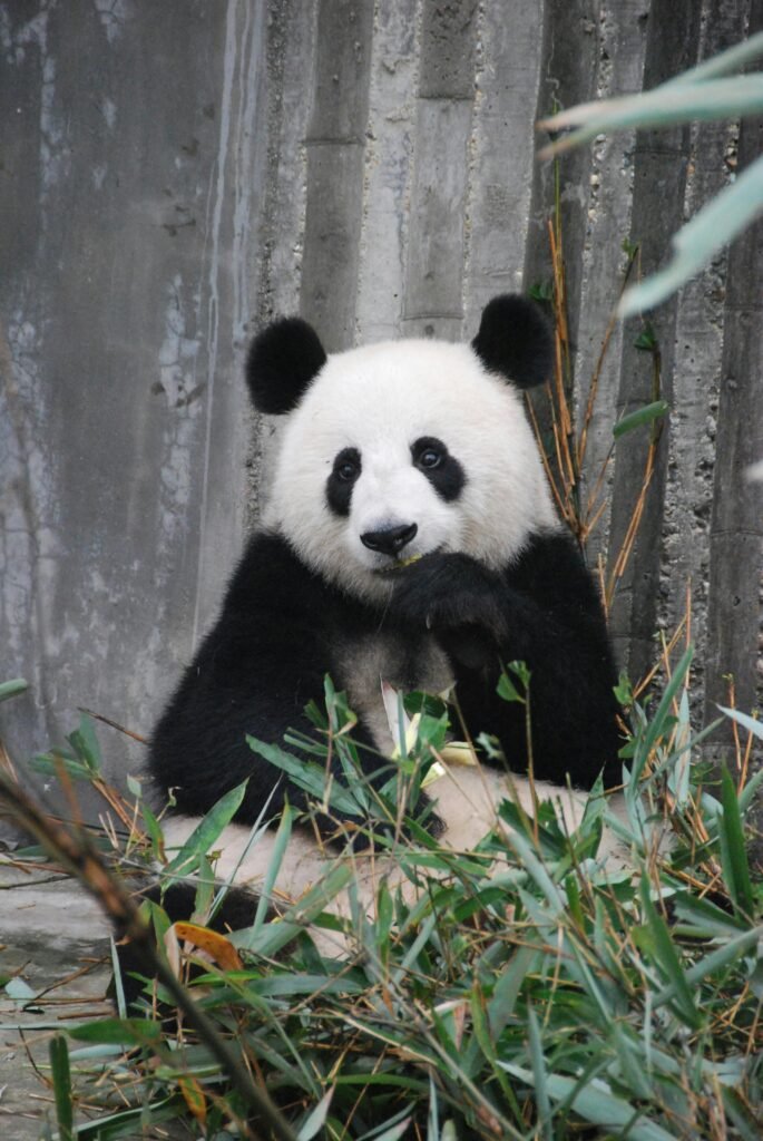 Panda Bear on Green Grass