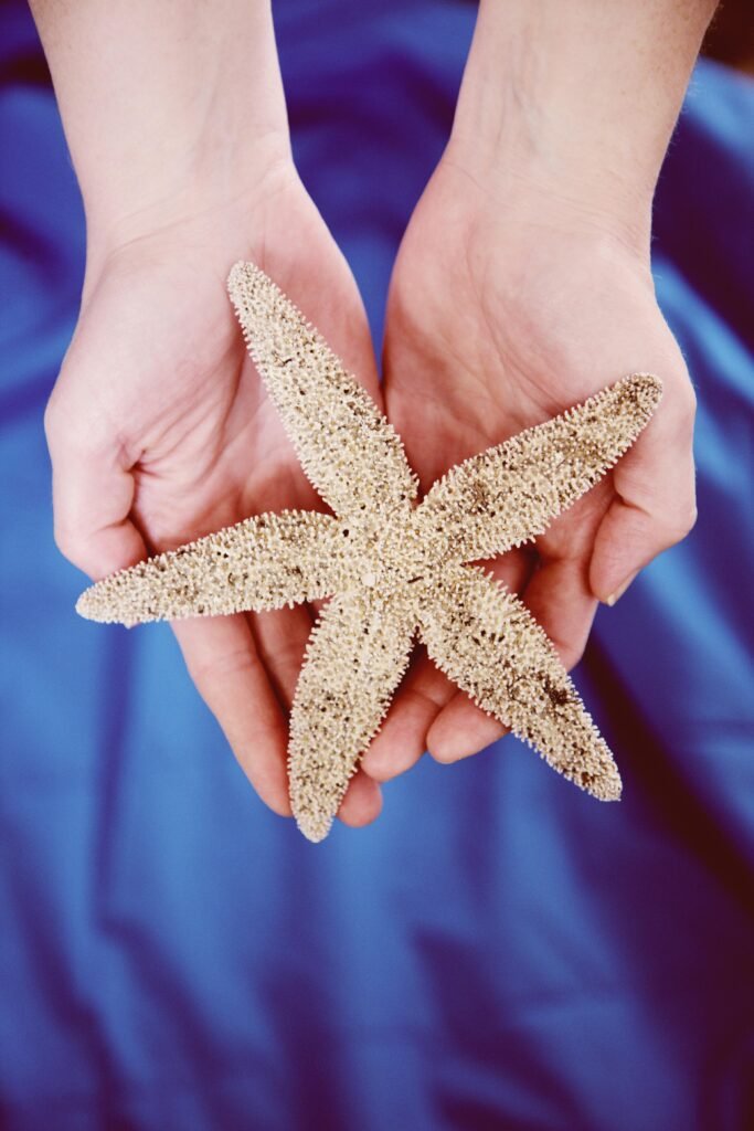 Person Holding White Starfish on Hand