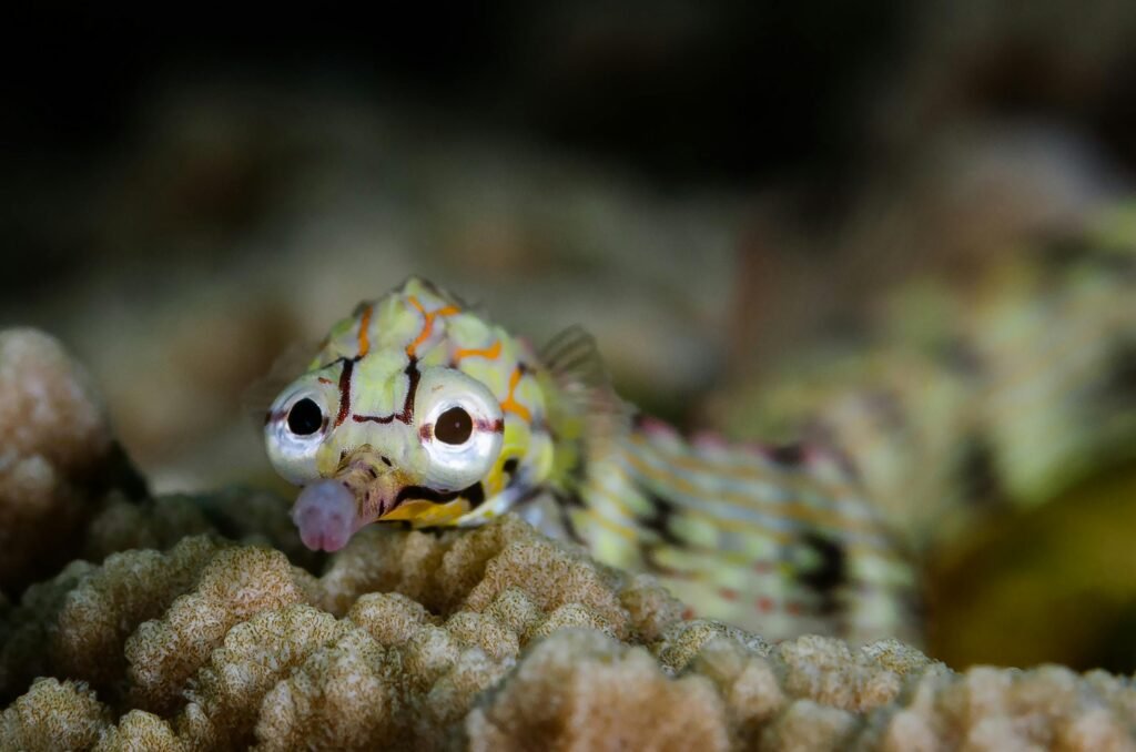 Face of a Seahorse