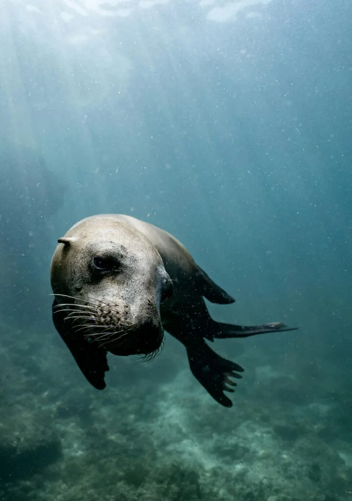 Wild brown seal swimming on rough rocky coast in blue sea under sunlights getting through water