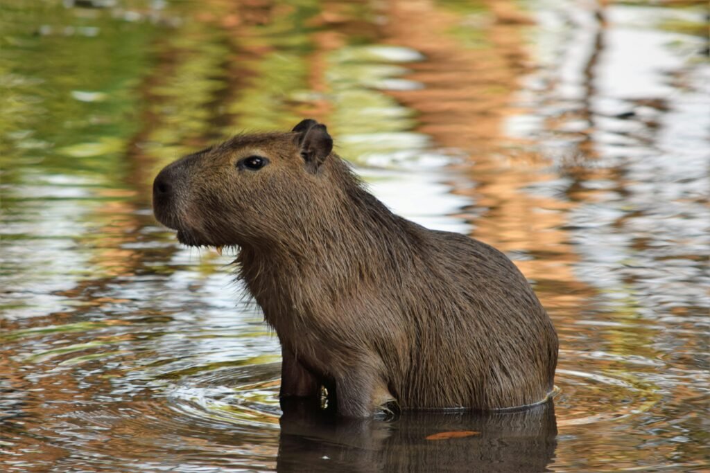 A Brown Capybara on Water