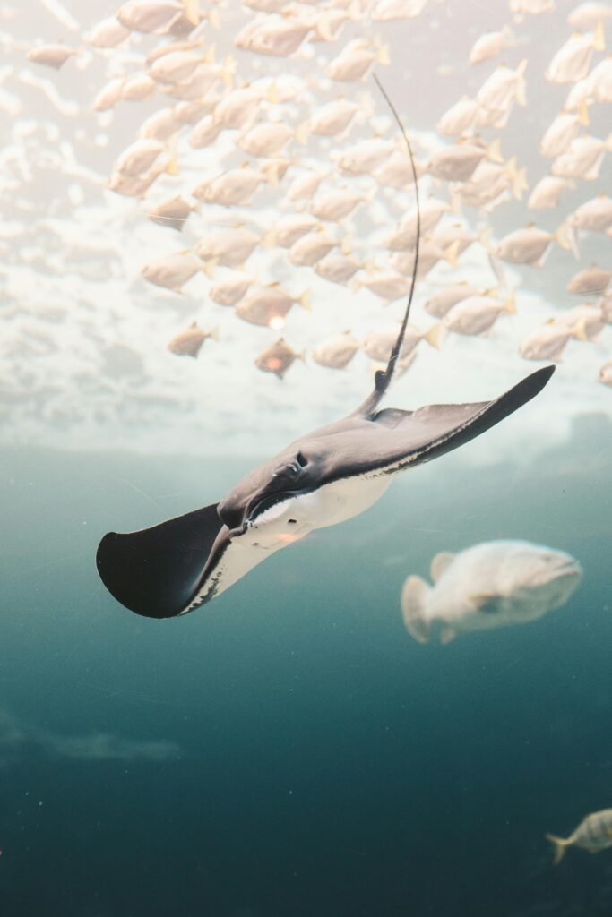 Stingray near School of Fishes