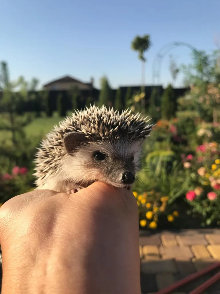 A Person Holding a Hedgehog