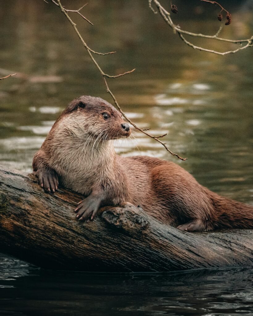 River Otter on Brown Tree Trunk