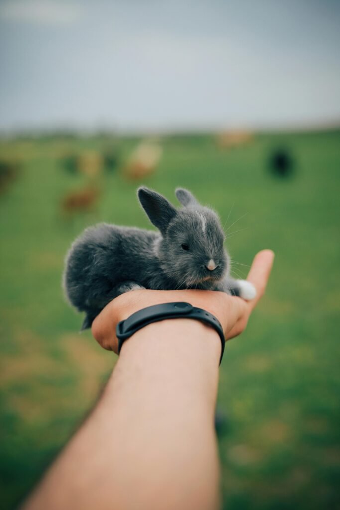 Little rabbit on hand of crop person against green field