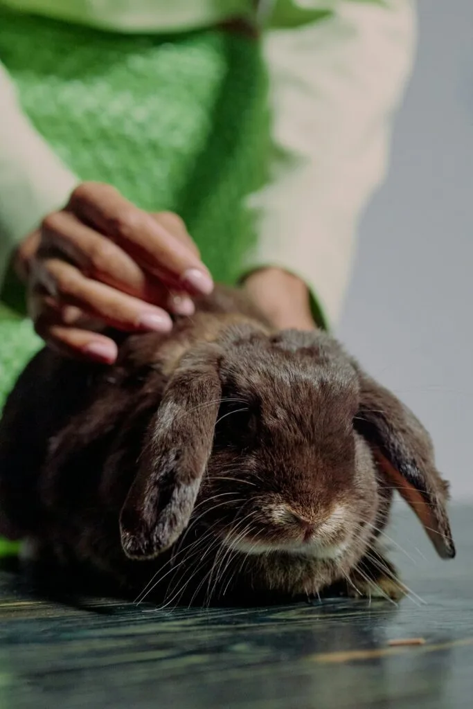 Close-up of hand petting rabbit