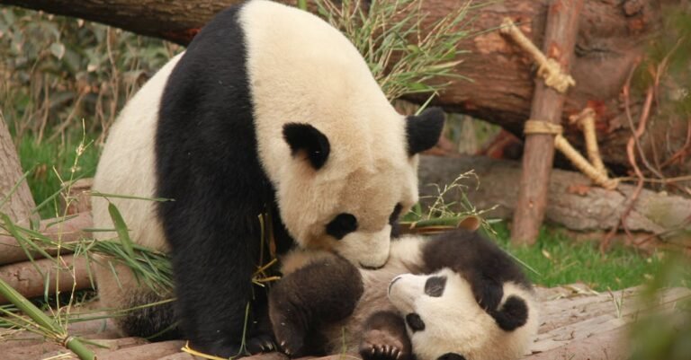 299 Perfect Panda Names: Cute, Funny, and Chinese Options