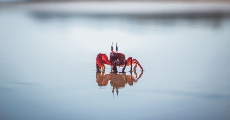 350 Creative Crab Names for Your Crustacean Companion