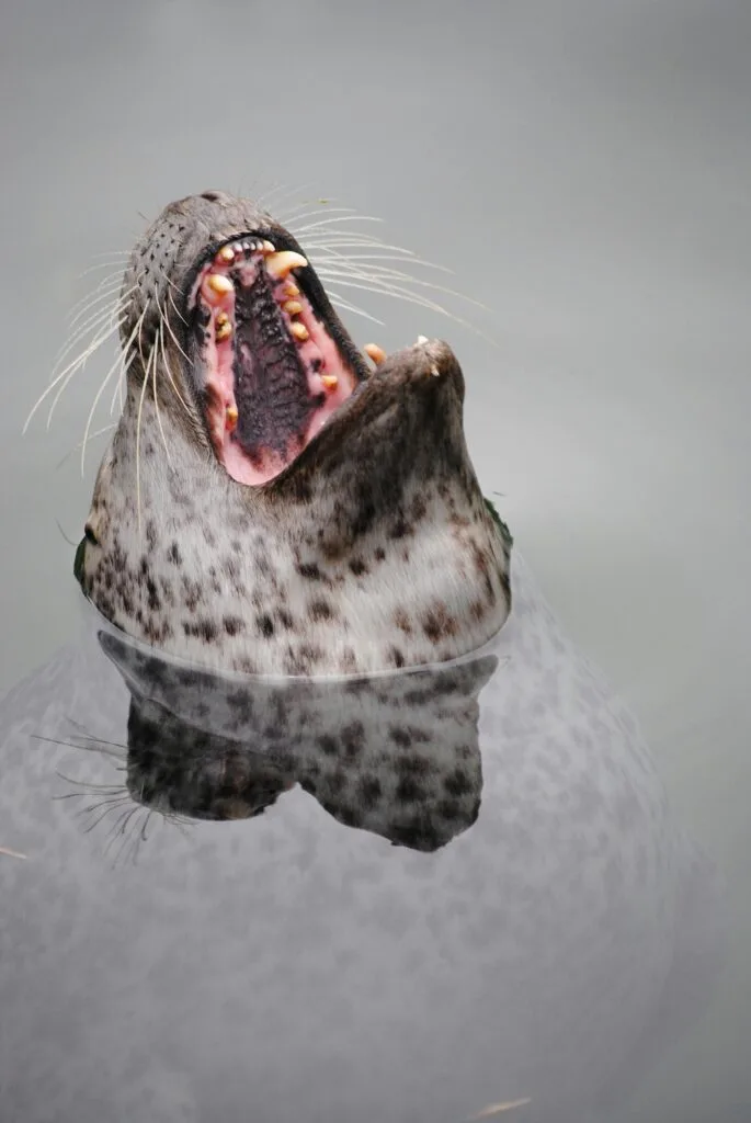 Sea Lion in Water Head Out Mouth Opened