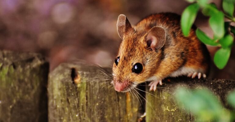 Top 500 Rat Names: Cute, Funny, and Unique Ideas