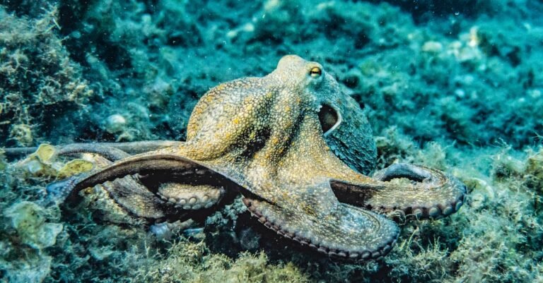 345 Creative and Fun Octopus Names for Your Fascinating Pet