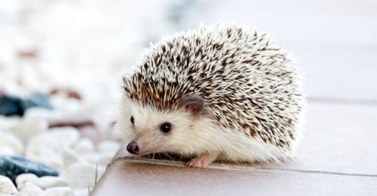 300 Creative Hedgehog Names for Your Spiky Friend