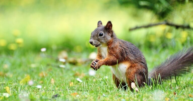450 Best Squirrel Names: Cute, Funny & Unique Ideas