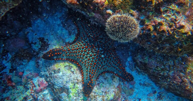 198 Whimsical Starfish Names to Spark Your Imagination
