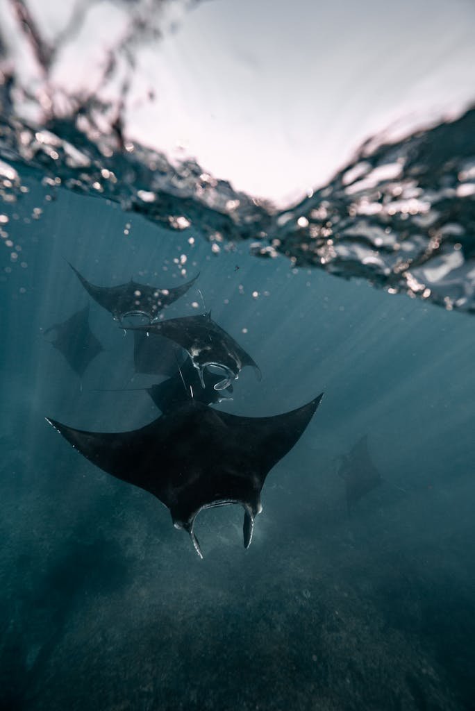 Submerged Stingray Underwater