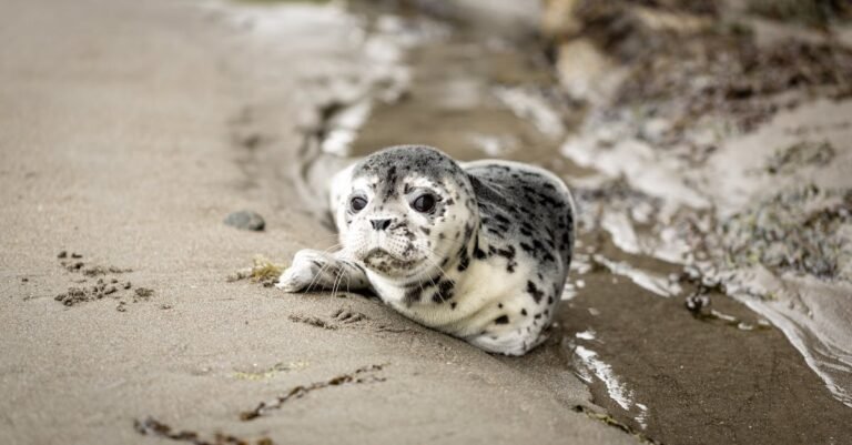 400 Sassy Seal Names: Cute, Funny, and Traditional Options