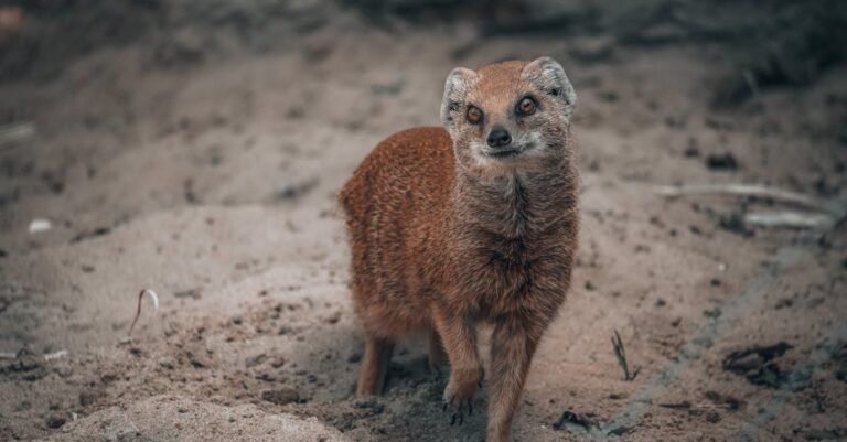 250 Fun Mongoose Names: Perfect Picks for Your Playful Pet