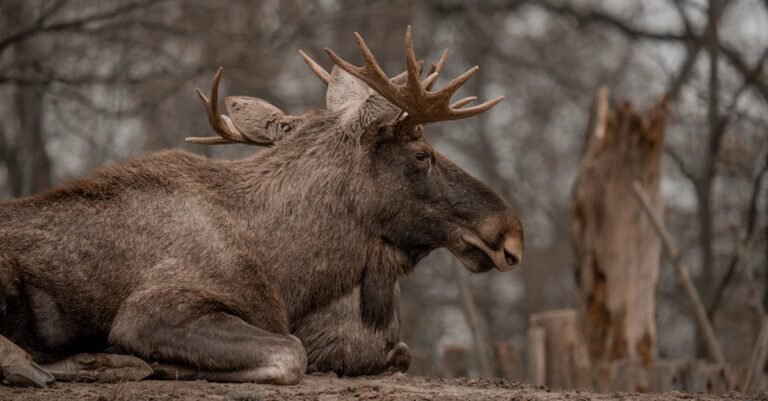 350 Creative Moose Names: Unique and Playful Ideas