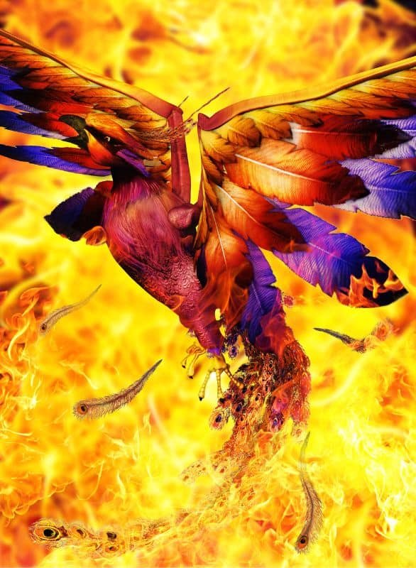 Fire bird phoenix on flames