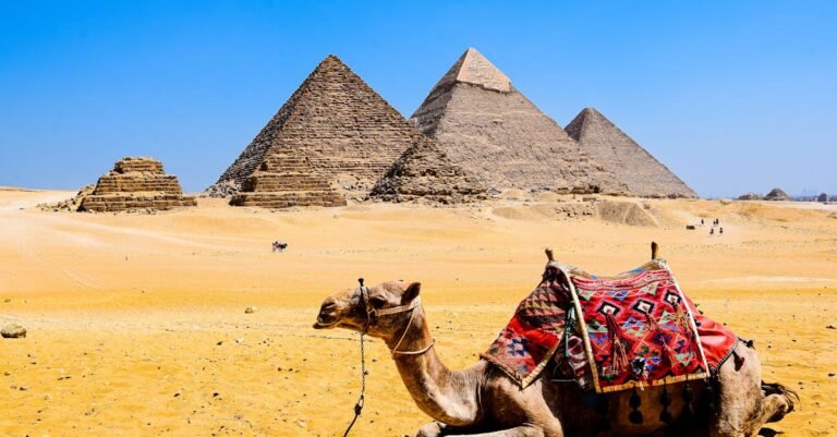 398 Best Camel Names: Funny, Cute, Arabic, and More