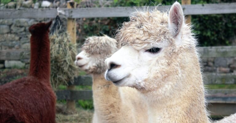 299 Llama Names: Funny, Cute, and Cool Options