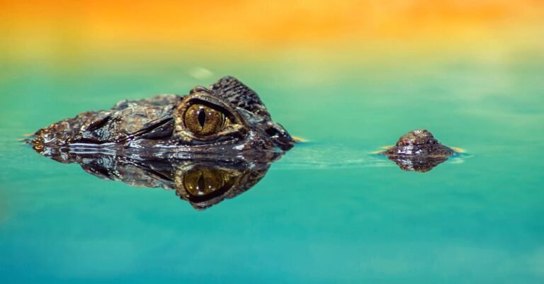 398 Creative and Fun Alligator Names for Every Personality