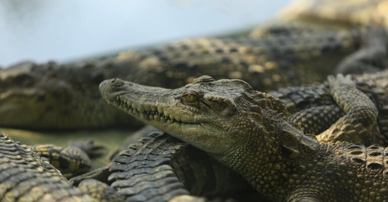 448 Creative Crocodile Names from Fierce to Funny