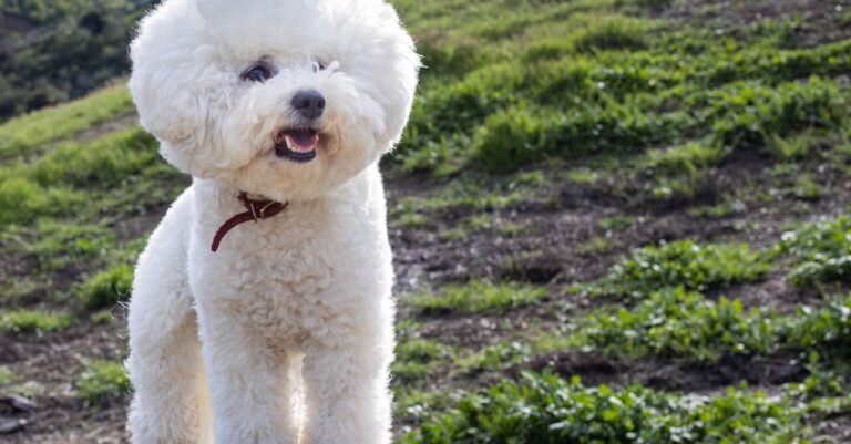 197 Bichon Frise Names for Your Fluffy Friend