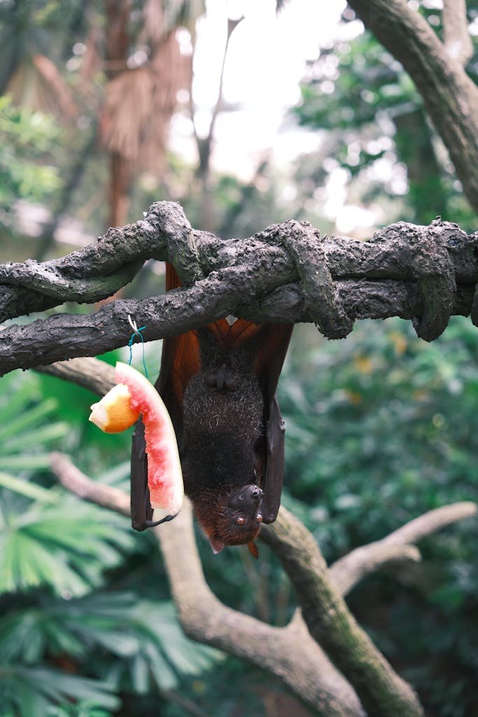 A fruit bat hangs upside down in lush greenery, enjoying a piece of fruit.