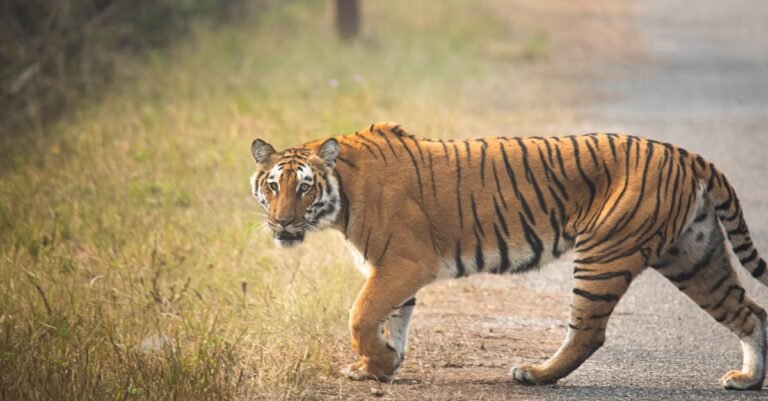 400 Tiger Names: Powerful, Cute, and Unique Options