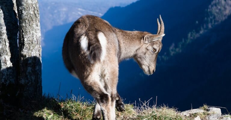 350 Perfect Goat Names: Funny, Cute, and Unique