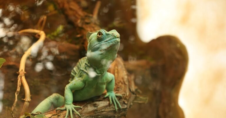 449 Creative Lizard Names: Unique, Cute, and Cool Ideas