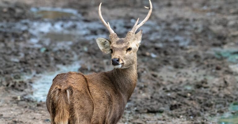 399 Best Deer Names: Unique, Cute, and Mythical Options
