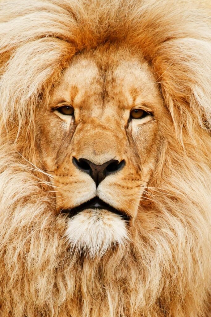 Close-up portrait of a male lion showcasing its majestic mane and intense gaze in natural habitat.