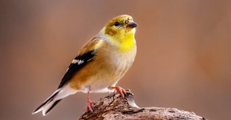300 Best Goldfinch Names: Cute, Funny, and Unique Options