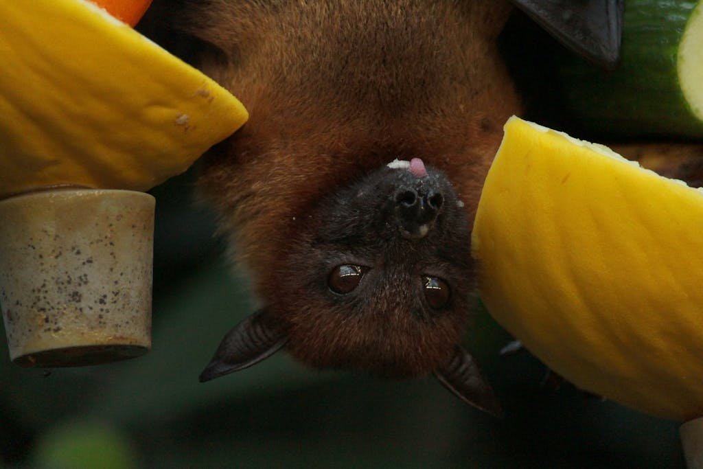 An inverted bat enjoying fruit in a natural setting. Perfect for wildlife photography enthusiasts.