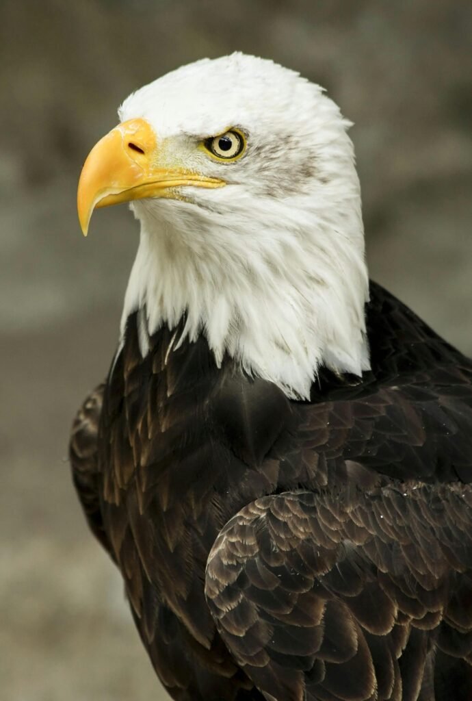 Macro Shot of White and Brown American Eagle