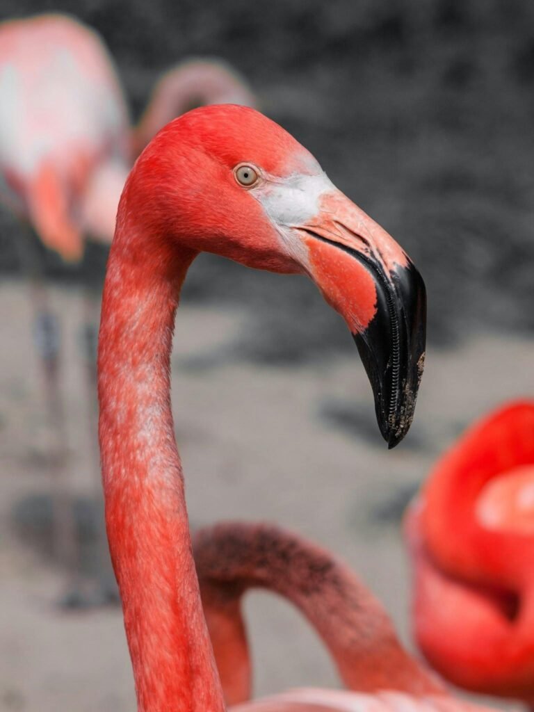 Detailed photo of a vivid pink flamingo showcasing its unique features in a wildlife setting.