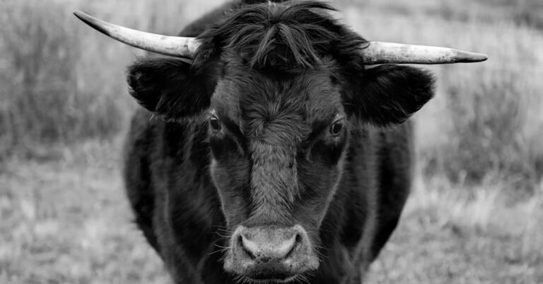 300 Unique Bull Names: Stong, Cute, Spanish, and More