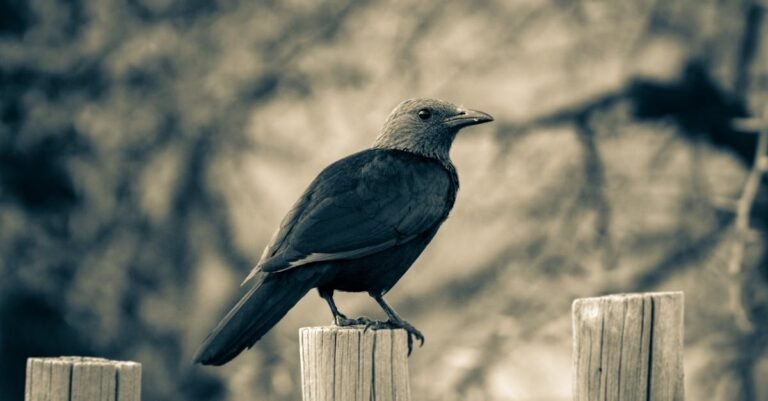 448 Fascinating Bird Names: Cute, Funny, Cool, and Unique