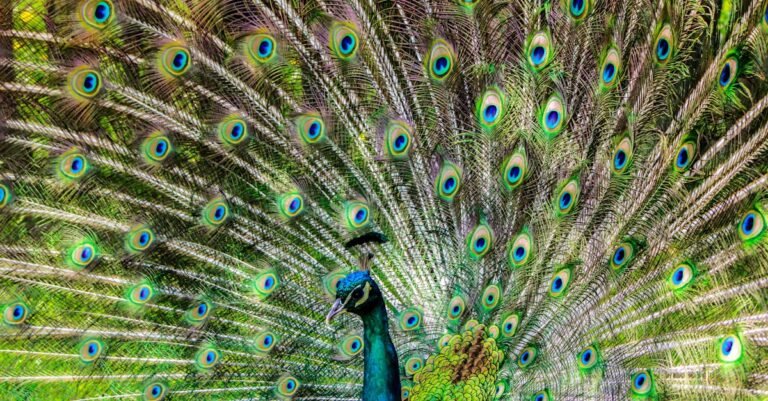400 Enchanting Peacock Names for Your Majestic Friend