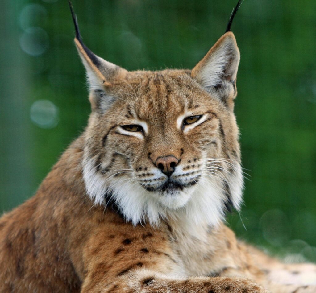 Close-up portrait of a Eurasian lynx in its natural environment, showcasing its distinct features.