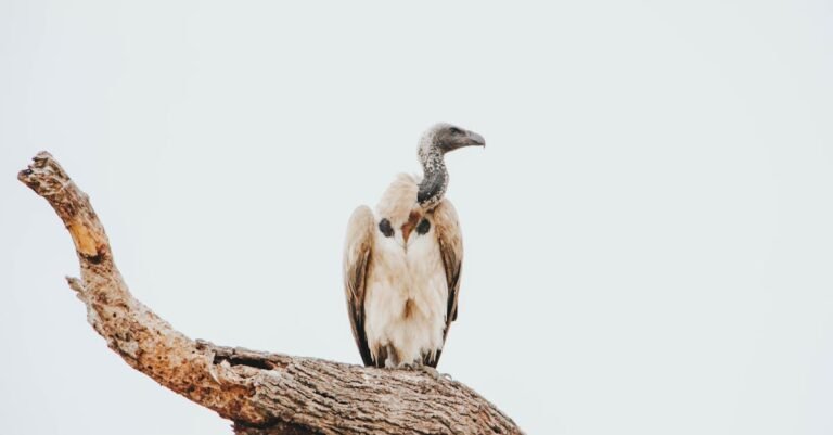 299 Creative and Fun Vulture Names for Carrion Eaters