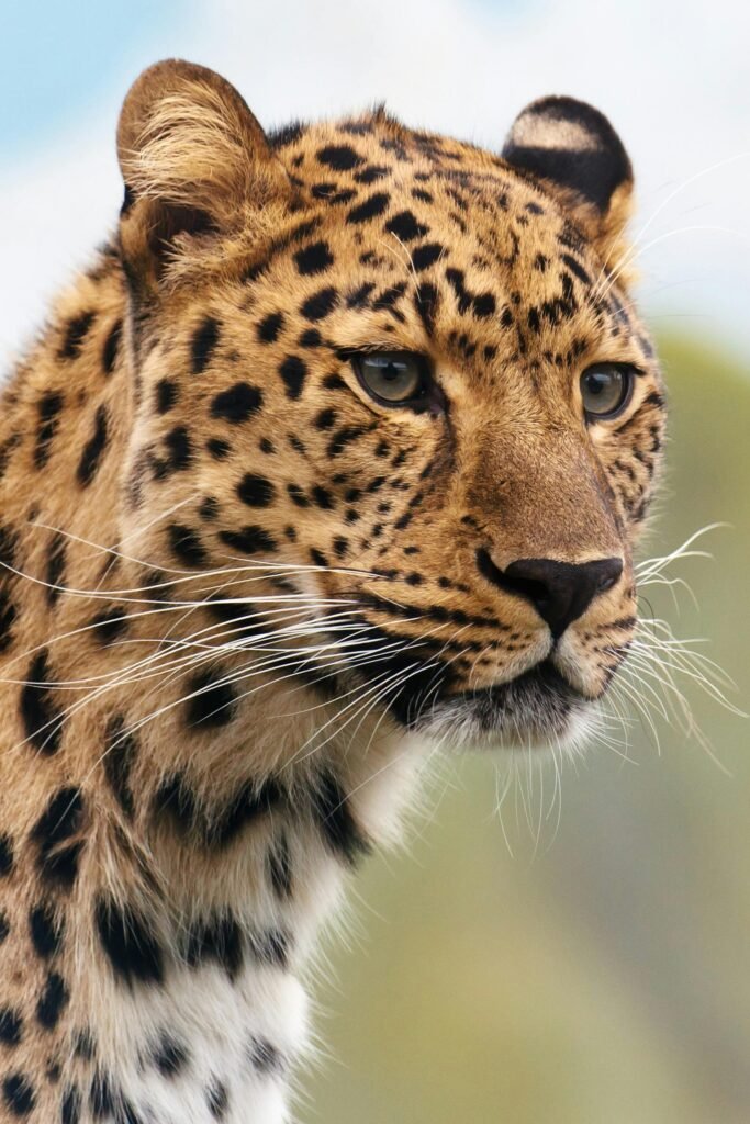 A captivating close-up of a leopard's face showcasing its sharp gaze and vibrant fur in a natural setting.