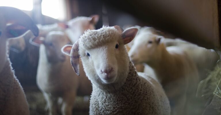 398 Sheep Names: Creative, Cute, and Funny Ideas