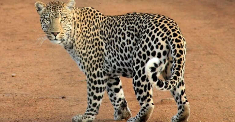 347 Leopard Names: Unique Ideas for Every Type of Big Cat