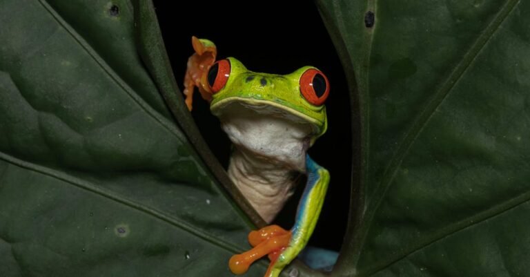 498 Creative and Fun Frog Names for Every Personality